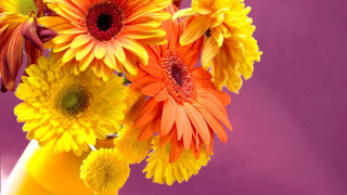 Yellow vase colorful flowers purple - a purple background behind free wallpaper