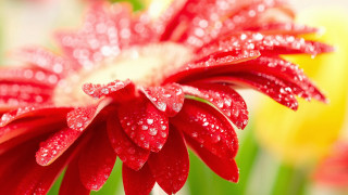 Red flower water droplets blurry 3 - a red flower free wallpaper