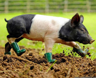 Pig digging dirt green boots - surrealism free wallpaper