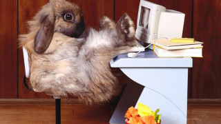 Stuffed rabbit desk computer books - beatrix potter free wallpaper