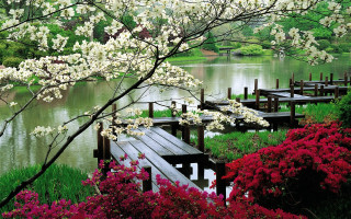 Wooden dock flower field blooming - free spring wallpaper