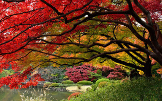 Autumn pond bridge trees fall - a bridge in the middle free wallpaper