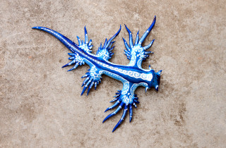 Blue lizard tan surface extended - head free wallpaper