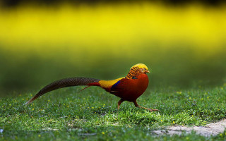 Colorful bird walking grass yellow - ding guanpeng free wallpaper