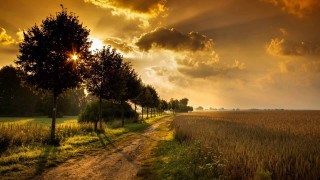 Dirt road trees grass sunset 4 - both side of it free wallpaper