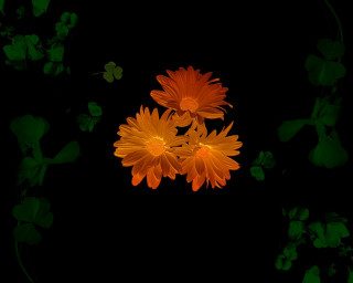 Black background orange flowers green - anne geddes free wallpaper