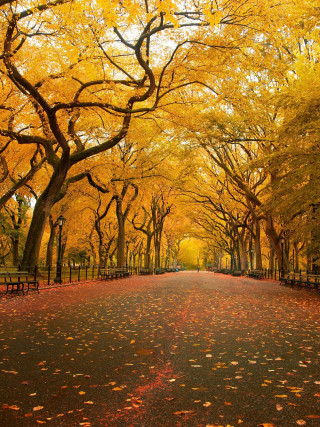 Autumn park trees bench leaves - a park free wallpaper
