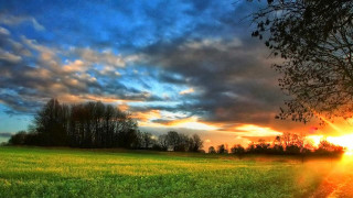 Field tree sunset clouds sky 3 - a tree and a sunset in the background free wallpaper