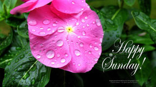 Pink flower water droplets happy - happy free wallpaper