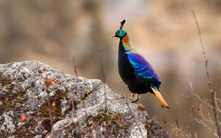 Colorful bird rock woods vivid - vivid free wallpaper