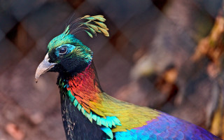 Colorful long neck tail bird - a chain link fence behind free wallpaper