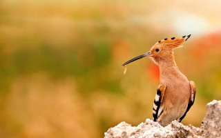 Bird long beak rock flower - a rock free wallpaper