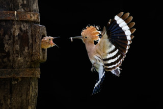Bird mouse tree stump dark - a mouse free wallpaper