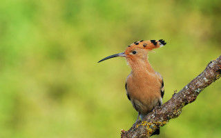 Bird long beak branch tree - a flemish baroque free wallpaper