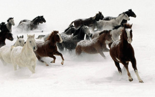Horses running snow together group - the snow together free wallpaper