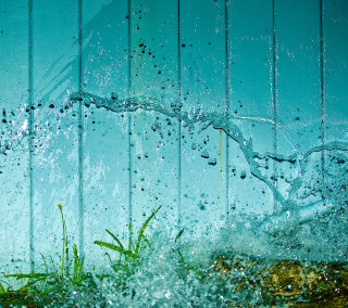 Green plant sprouting water floating - the water free wallpaper