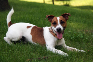 Dog laying grass tongue out 3 - fluxus free wallpaper
