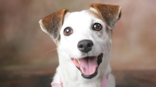 Dog pink collar brown white - collar free wallpaper
