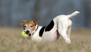 Dog running field ball mouth - dynamic pose free wallpaper