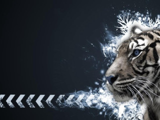 White tiger blue eyes black - arrow free wallpaper