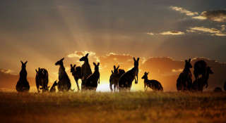 Giraffes field sunset sunlight clouds - elizabeth durack free wallpaper