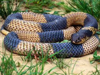 Blue brown snake curled grass 3 - the grass and grass free wallpaper