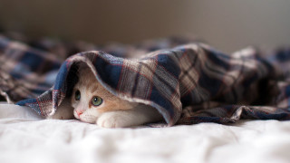 Cat hiding under blanket bed 2 - dave melvin free wallpaper