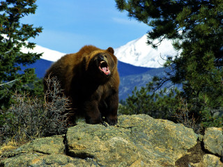Brown bear rocky hillside forest - tree and mountains free wallpaper