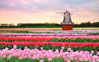 Windmill tulips sunset pink white - a sunset in the background free wallpaper