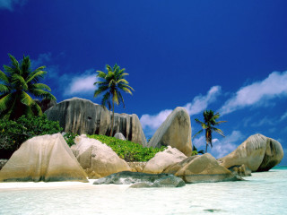 Beach palm trees rocks blue - palm tree free wallpaper