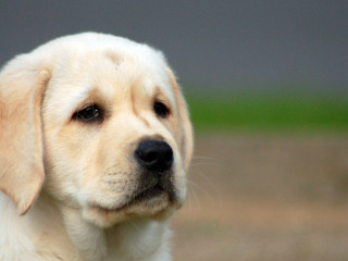 Sad dog closeup green background - soft focus free wallpaper
