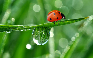 Ladybug green leaf water droplets 9 - a green leaf free wallpaper