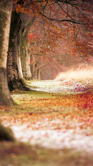 Park path trees leaves bench 3 - a path in a park free wallpaper