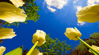 Yellow flowers blue sky clouds 13 - dirck van der lisse free wallpaper