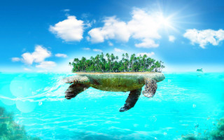 Turtle swimming ocean island back 2 - the water free wallpaper