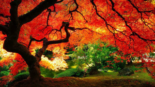 Red leaves park tree fence - vibrant colour free wallpaper
