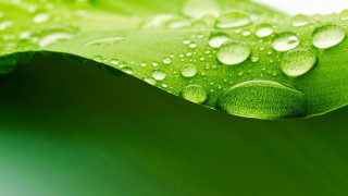 Green leaf water droplets macro 4 - a green leaf free wallpaper