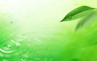 Green leaf floating water drop - a green leaf free wallpaper