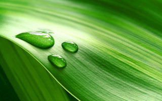Three drops water green leaf 3 - a green leaf free wallpaper