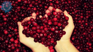 Person holding cranberries blue star - berry free wallpaper