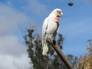 White bird butterfly branch ecological - beak free wallpaper