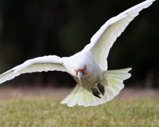 White bird red beak flying 2 - a macro photograph free wallpaper