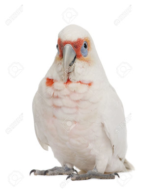 White parrot red beak blue - free bird wallpaper