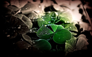 Green leaves water droplets black - water droplet free wallpaper