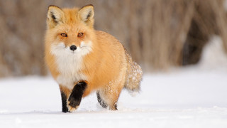 Red fox running snow woods - a curious look free wallpaper
