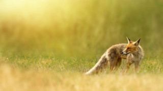 Fox standing field grass looking - a fox free wallpaper