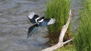 Bird flying over water tree - impressionist free wallpaper