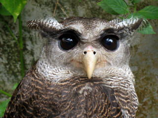Big eyes bird leafy background - dom qwek free wallpaper