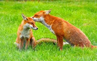 Two foxes kissing in grass - the others face free wallpaper