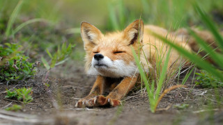 Small fox laying grass looking - closed free wallpaper